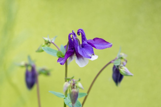 Schöne lila Aquilegia blüht im Blumengarten. Selektiver Fokus mit unscharfem Hintergrund.