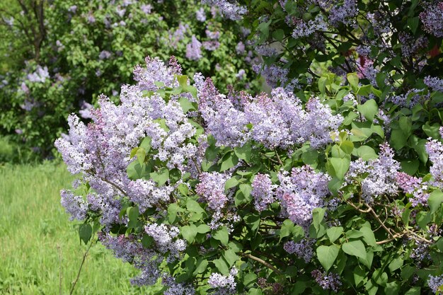 Foto schöne lila blüten im freien