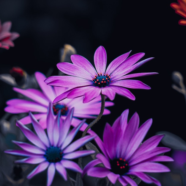 Schöne lila Blüten im Garten in der Herbstsaison