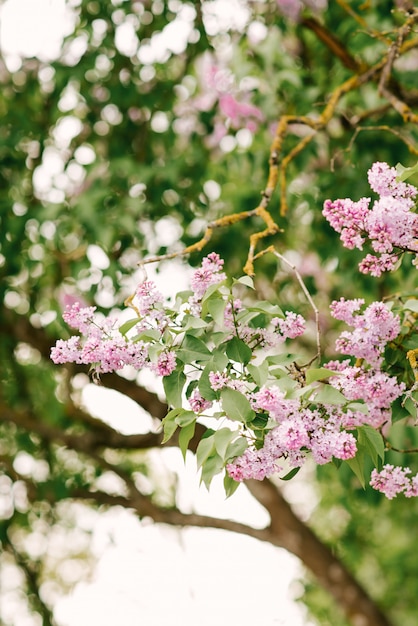 Schöne lila Blüten mit den Blättern