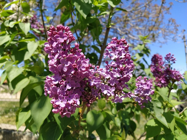 Schöne lila Blüten verzweigen sich auf grünem Hintergrund natürlichen Frühlingshintergrund weicher selektiver Fokus Hochwertiges Foto