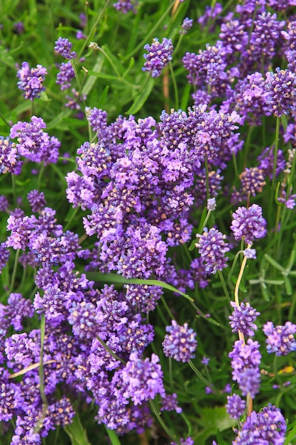 Schöne lila Blüten von Armeria, Alissum oder Muscari