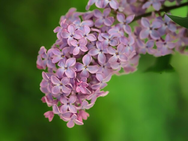 Schöne lila Blütezeit im Frühling 2