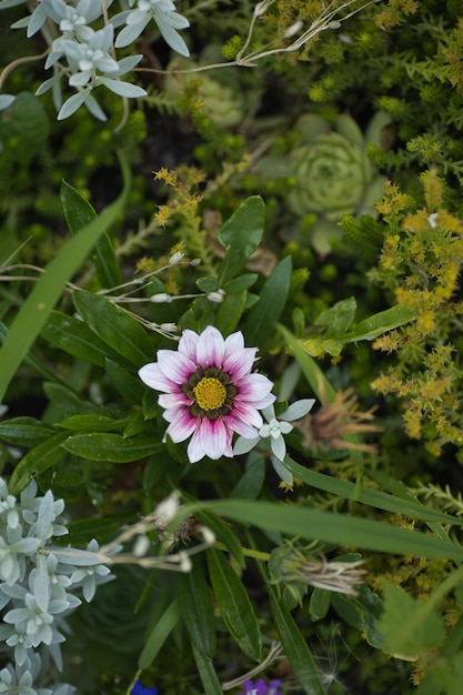 schöne lila Blume auf einem Hintergrund verschiedener grüner Blumen
