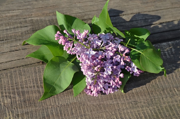 Schöne lila Blumen auf Holztisch