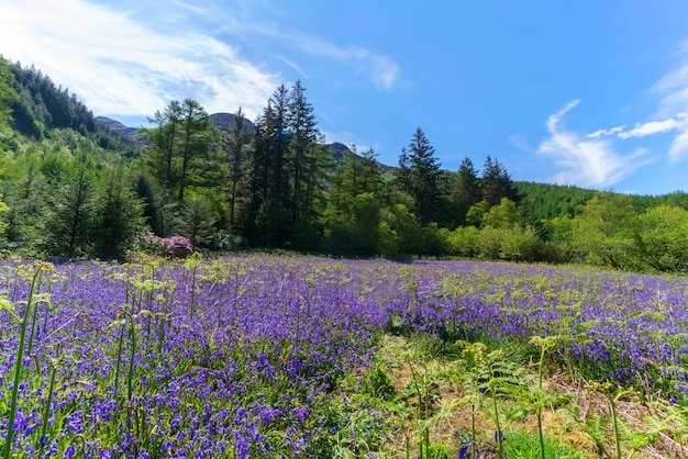 Schöne lila Blumen im Garten in Glen Coe, Schottland