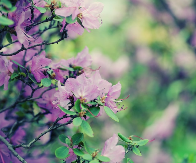 schöne lila Blumen im Garten