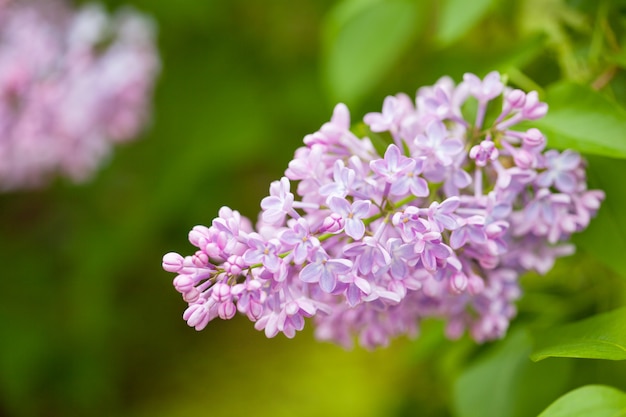 Schöne lila Blumen im Garten