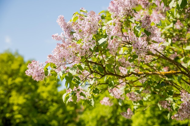 Schöne lila Blumen mit selektivem Fokus lila lila Blume mit verschwommenen grünen Blättern Frühlingsbl