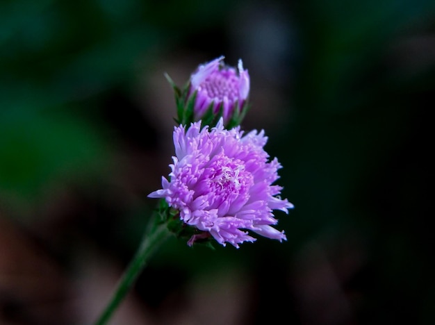 Schöne lila Blumen sind Nahrung von Schmetterlingen