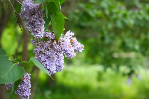 Foto schöne lila blumen verzweigen sich auf einem grünen verschwommenen naturhintergrund