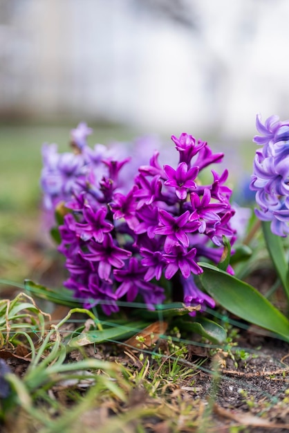 schöne lila blumenfrühlingshyazinthe im garten