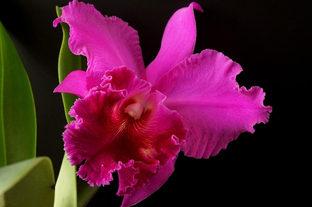 Schöne lila Cattleya-Orchidee auf schwarzem Hintergrund
