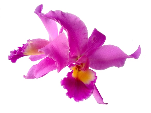 Schöne lila Cattleya Orchideen Blumen isoliert auf weißem Hintergrund