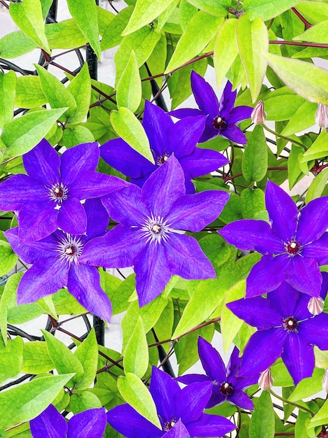 Schöne lila Clematis, die im Garten blühen