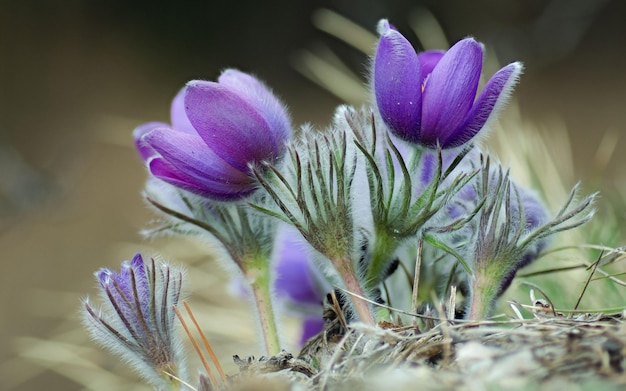 Schöne lila Frühlingsblume im Wald.