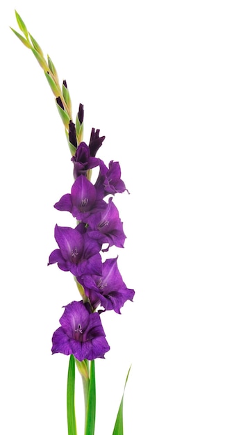 Schöne lila Gladiolenblume. Leere Glückwunschkarte