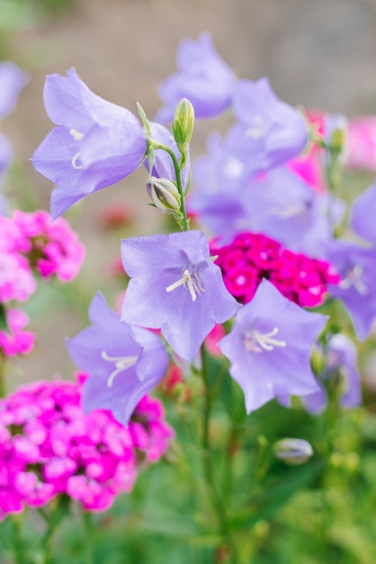 Schöne lila Glockenblumen blühen im Sommer im Garten