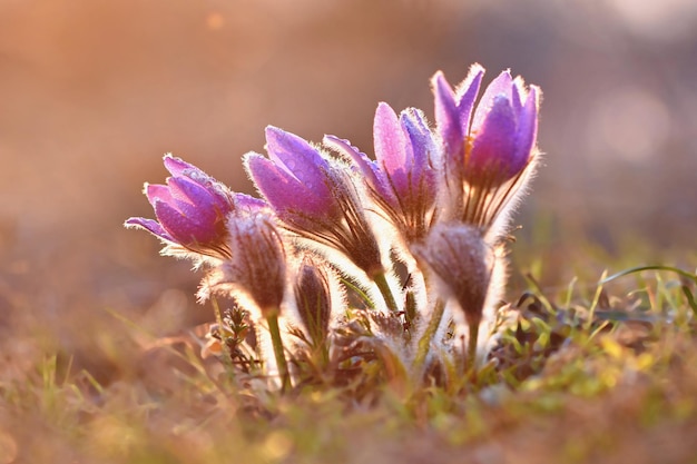 Schöne lila kleine pelzige Küchenschelle Pulsatilla grandis Pulsatilla patens Pasqueflowers, die auf der Frühlingswiese blühen