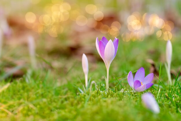 Schöne lila Krokusse auf grünem Gras am sonnigen Frühlingstag Foto in hoher Qualität