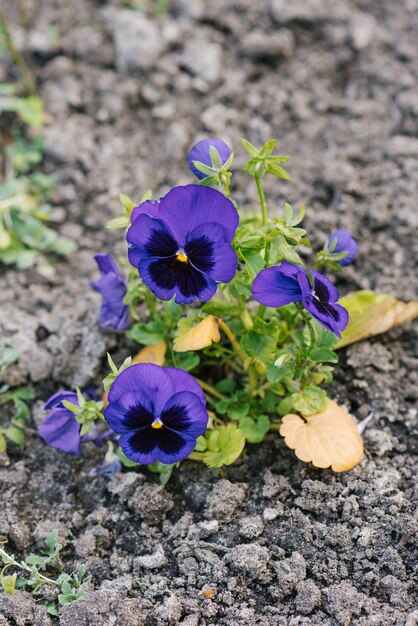 Schöne lila lila Blumen Stiefmütterchen im Sommergarten