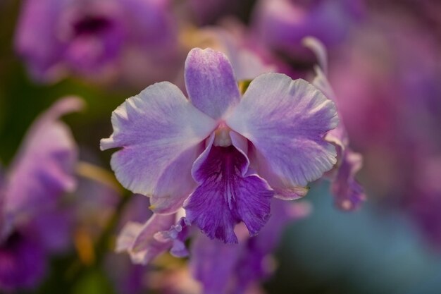 Schöne lila Orchidee hautnah