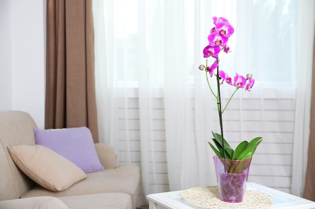 Schöne lila Orchidee im Topf auf dem Tisch im Zimmer