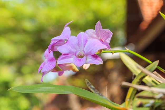 Schöne lila Orchidee