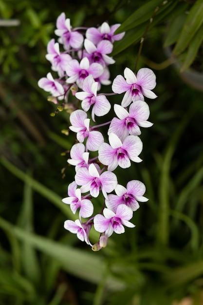 Schöne lila Orchideen blühen im Garten hautnah