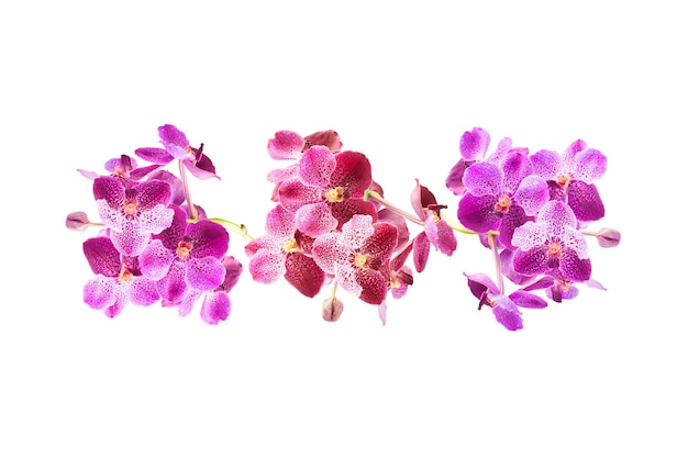 Schöne lila Orchideenblume lokalisiert auf weißem Hintergrund mit Beschneidungspfad. Blumenarrangement. Blumenmuster Draufsicht oder flache Lage Sommer- und Naturhintergrunddesign.