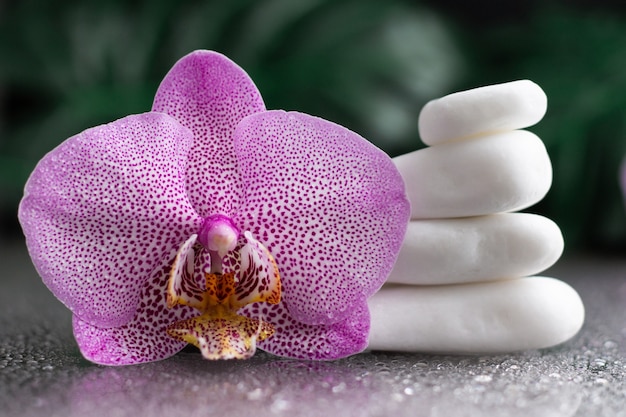 Schöne lila Orchideenblume und Stapel der weißen Steine mit Monstera-Blättern