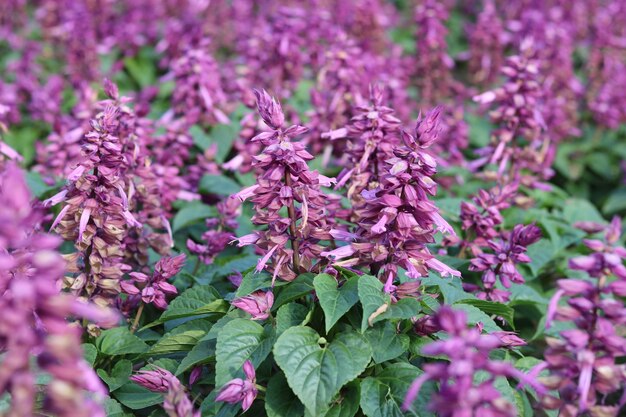 Schöne lila Salbeiblüte. Natürlicher Blumenhintergrund und -tapete