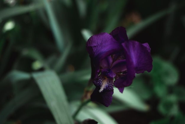 Schöne lila Schwertlilien blühen in einem Blumenbeet