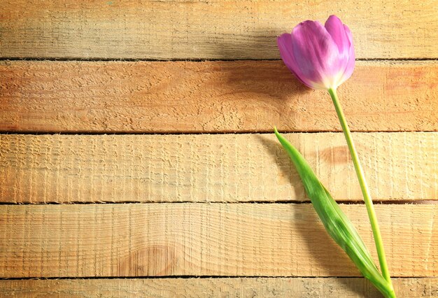 Schöne lila Tulpe auf Holzhintergrund