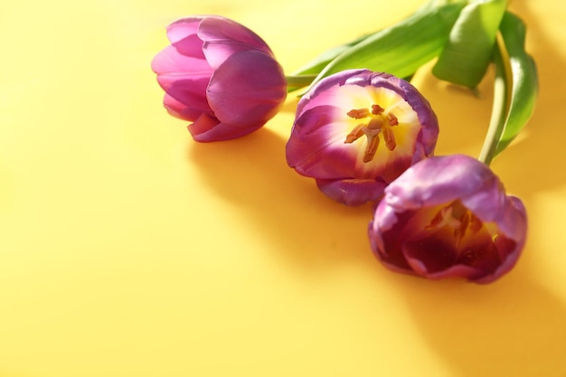 Schöne lila Tulpen auf farbigem Hintergrund