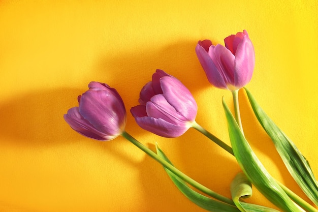 Schöne lila Tulpen auf farbigem Hintergrund