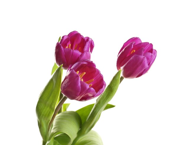 Schöne lila Tulpen auf weißer Hintergrundnahaufnahme