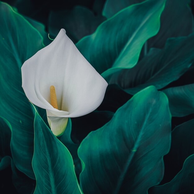 Schöne Lilie Calla-Blume im Garten in der Frühlingssaison