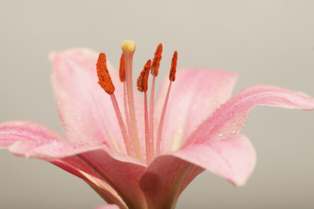 Schöne Lilieblume über weißem Hintergrund schließen Nahbild