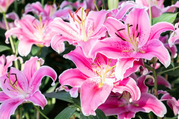 Schöne Lilienblume im Garten an der Sommer- oder Frühlingszeit