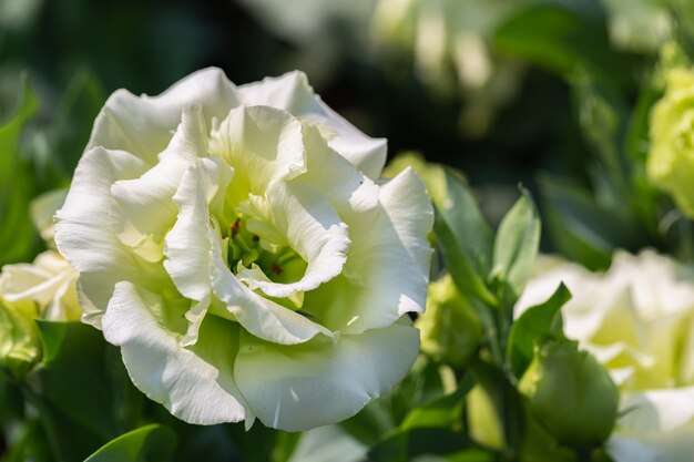 Schöne Lisianthusblumen im Garten