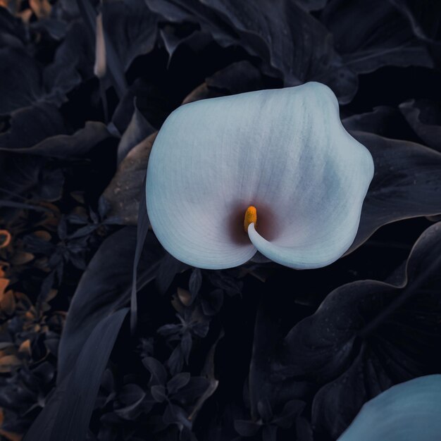 schöne löwenzahnblumensamen im frühling