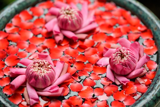 schöne Lotosblume im Teich, Tropfenwasser auf Lotos, rosa weiße Farbe