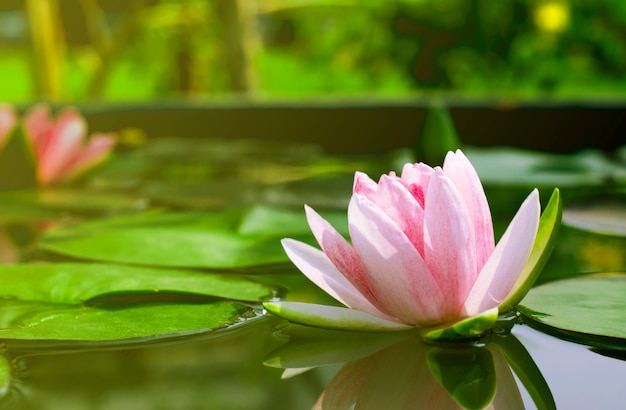 Foto schöne lotosblume oder seerose in einem teich mit grün verlässt im hintergrund