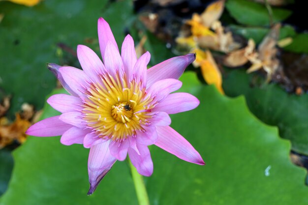 Schöne Lotosblumen in tropischem