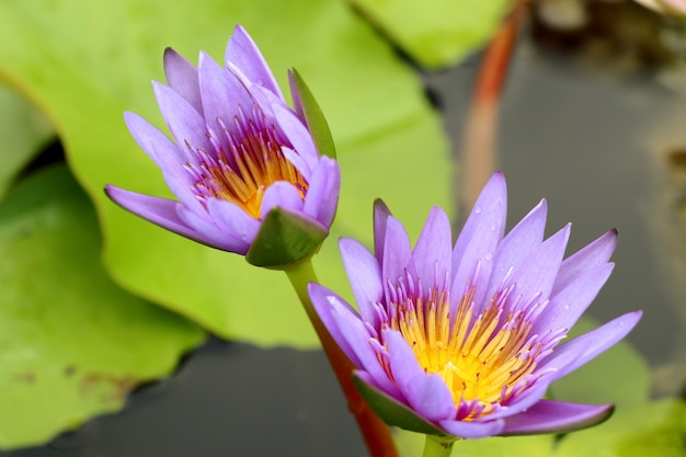 Schöne Lotosblumen in tropischem