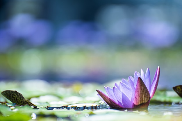 Foto schöne lotusblume auf dem see