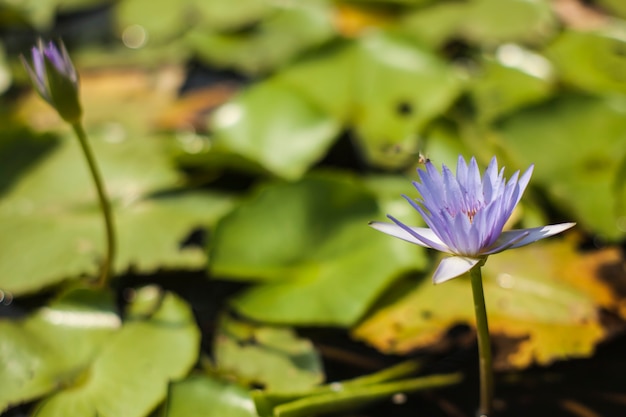 Schöne Lotusblume im Teich