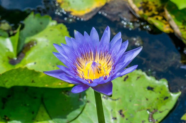 Schöne Lotusblume