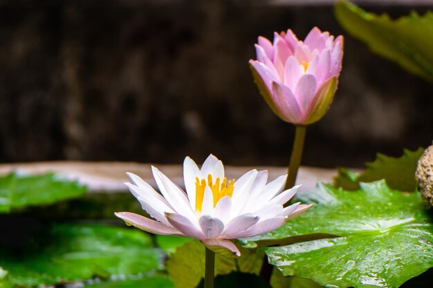 Foto schöne lotusblumen im wasser nach dem regen im garten lotusblumen, die im see wachsen